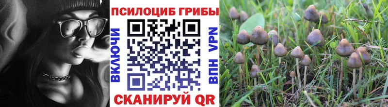 где купить наркоту  МЕГА ссылки  Галлюциногенные грибы Psilocybine cubensis  Курчалой 