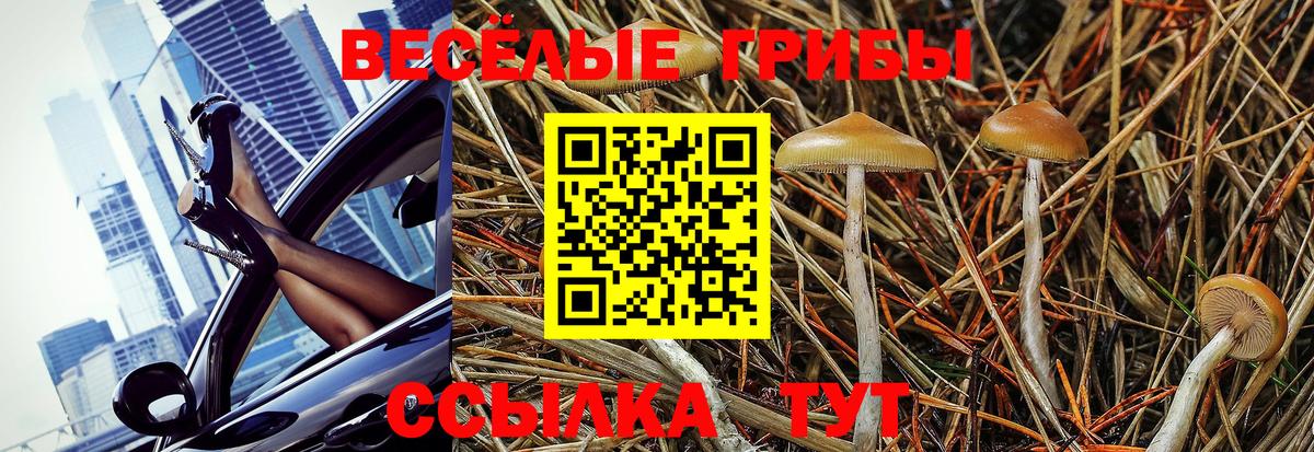 магазин  наркотиков  Галлюциногенные грибы Psilocybine cubensis  Вход с VPN  Курчалой 
